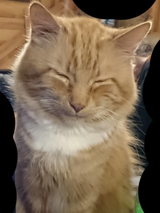 Cheezburger Image 10609321216