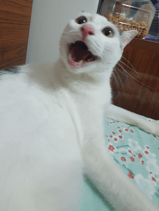 Cheezburger Image 10609321728