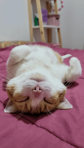 Cheezburger Image 10609321984