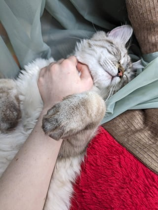 Cheezburger Image 10609322240