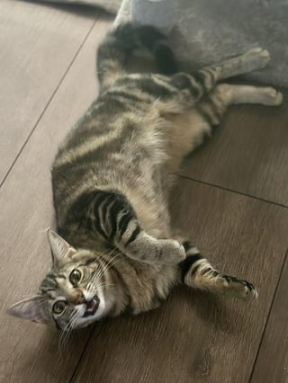 Cheezburger Image 10609323008