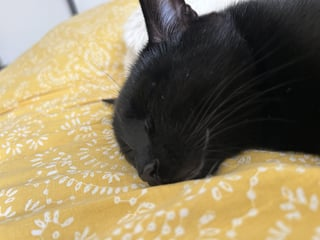 Cheezburger Image 10609323264