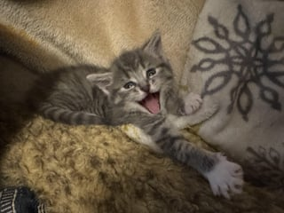 Cheezburger Image 10609323520