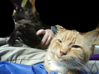 Cheezburger Image 10609323776