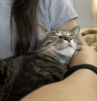 Cheezburger Image 10609324032