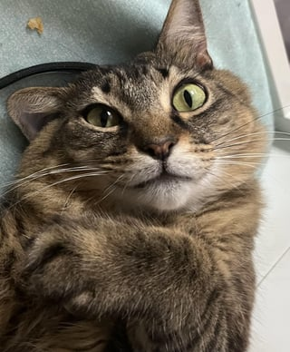 Cheezburger Image 10609324288