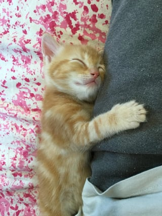 Cheezburger Image 10609324544