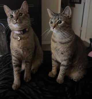 Cheezburger Image 10609324800