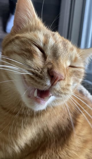 Cheezburger Image 10609325312