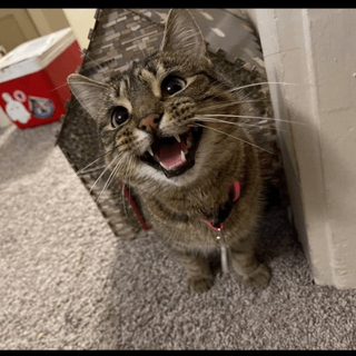 Cheezburger Image 10609325568