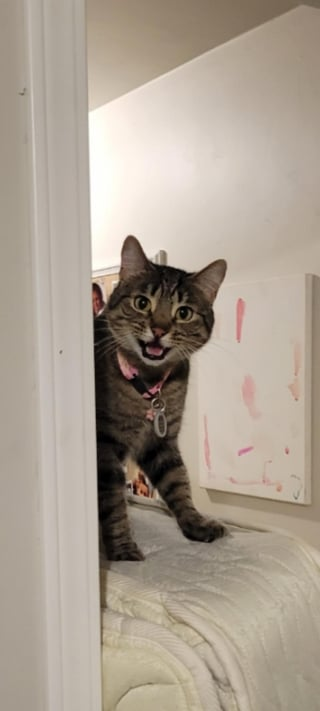 Cheezburger Image 10609325824