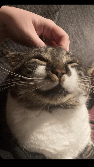 Cheezburger Image 10609326080