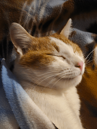 Cheezburger Image 10609326592