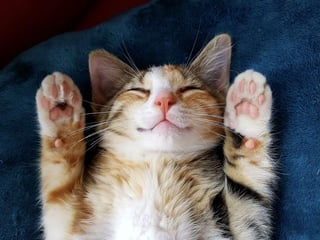 Cheezburger Image 10609327104