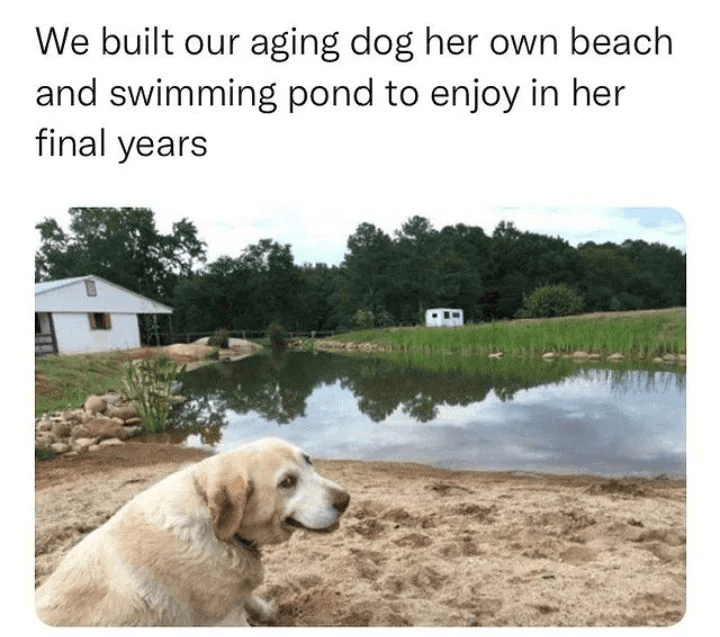 We built our aging dog her own beach and swimming pond to enjoy in her final years