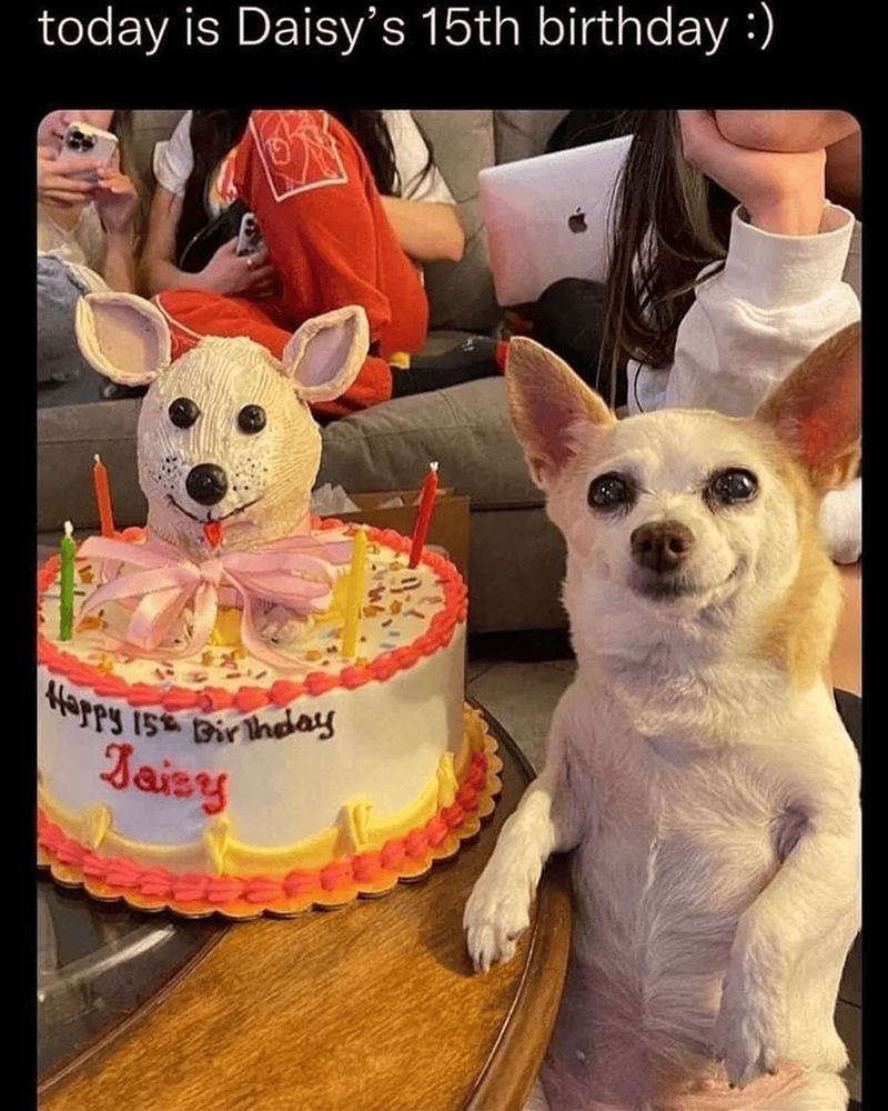 today is Daisy's 15th birthday :) Happy 15 Birthday Daisy