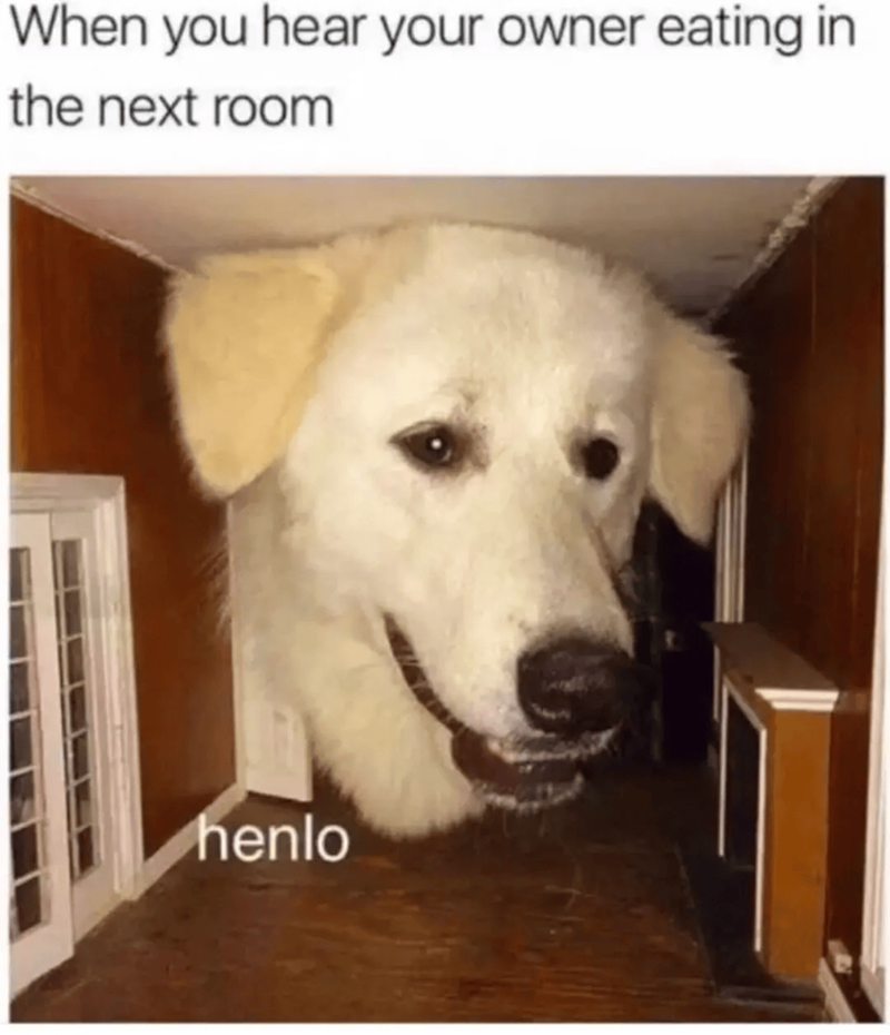 When you hear your owner eating in the next room henlo