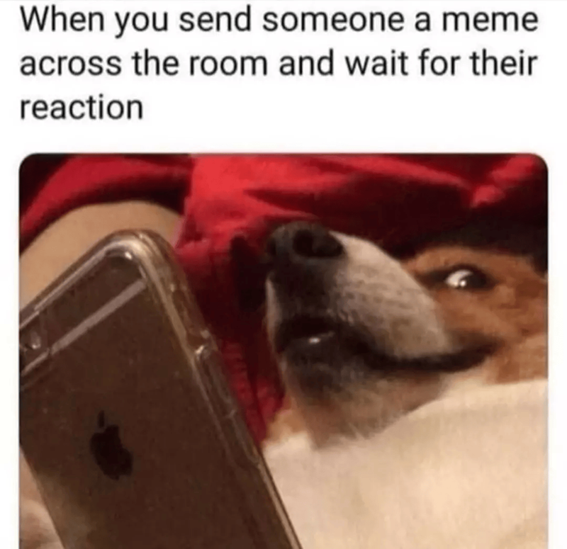 When you send someone a meme across the room and wait for their reaction