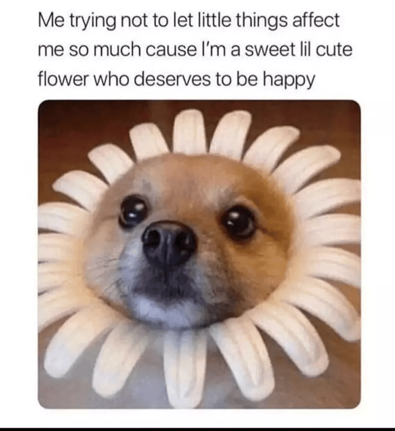 Me trying not to let little things affect me so much cause I'm a sweet lil cute flower who deserves to be happy