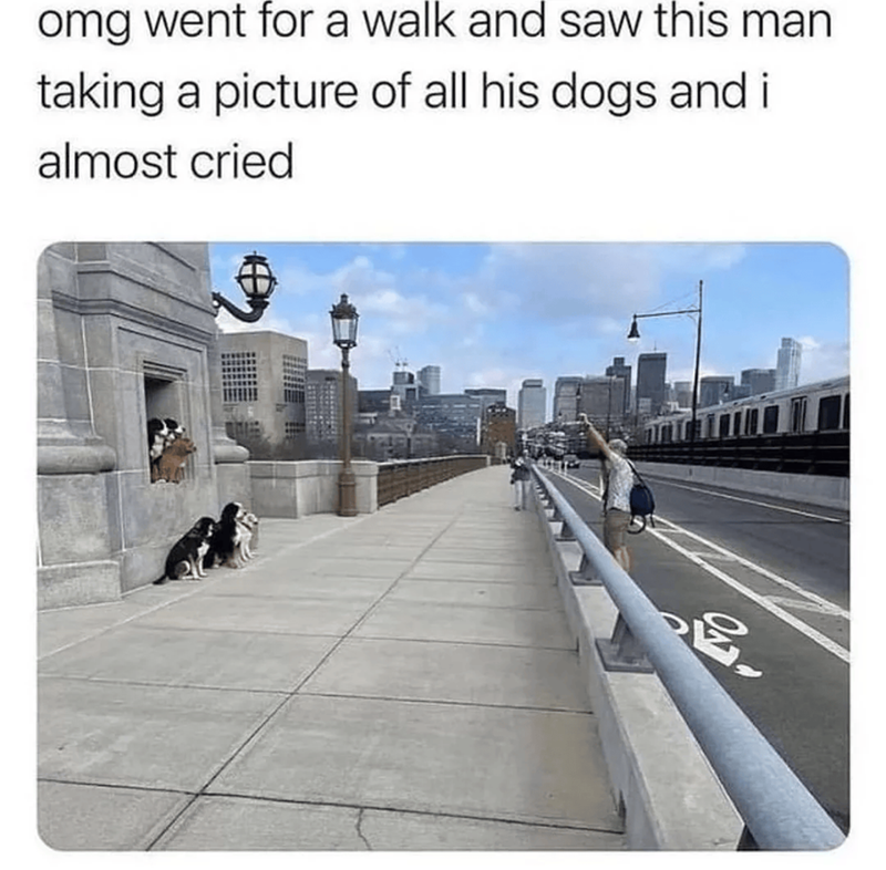 omg went for a walk and saw this man taking a picture of all his dogs and i almost cried E