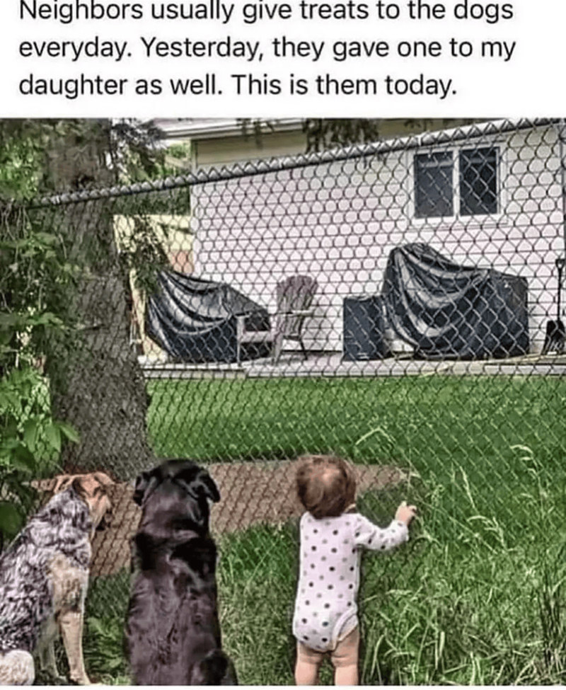 Neighbors usually give treats to the dogs everyday. Yesterday, they gave one to my daughter as well. This is them today.