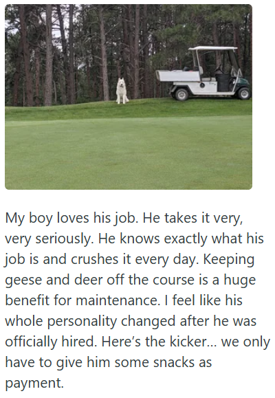 My boy loves his job. He takes it very, very seriously. He knows exactly what his job is and crushes it every day. Keeping geese and deer off the course is a huge benefit for maintenance. I feel like his whole personality changed after he was officially hired. Here's the kicker... we only have to give him some snacks as payment.