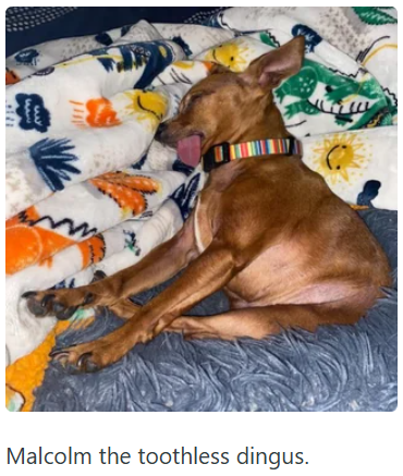 سمعا Malcolm the toothless dingus.