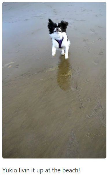 Yukio livin it up at the beach!