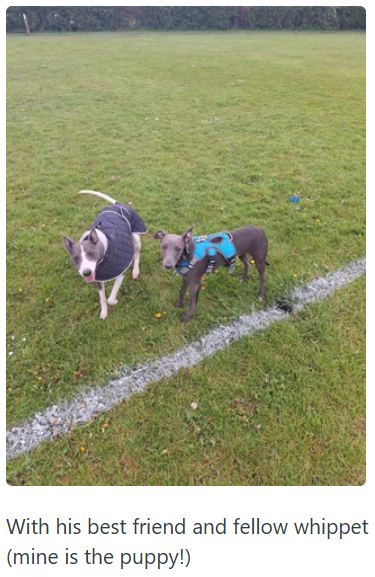 With his best friend and fellow whippet (mine is the puppy!)