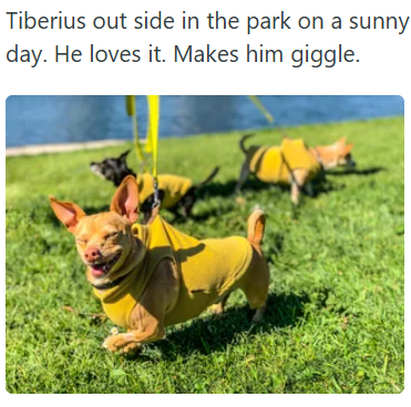 Tiberius out side in the park on a sunny day. He loves it. Makes him giggle.