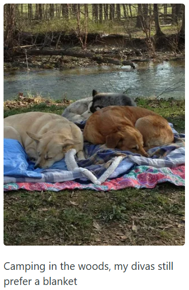 Camping in the woods, my divas still prefer a blanket