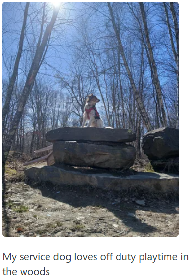 My service dog loves off duty playtime in the woods