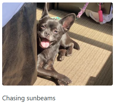 Chasing sunbeams