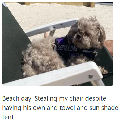 SERVICE DOG Beach day. Stealing my chair despite having his own and towel and sun shade tent.