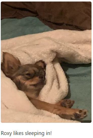 Roxy likes sleeping in!