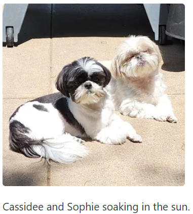 Cassidee and Sophie soaking in the sun.