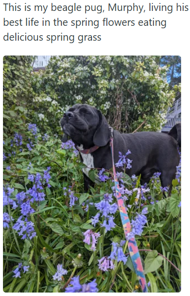 This is my beagle pug, Murphy, living his best life in the spring flowers eating delicious spring grass