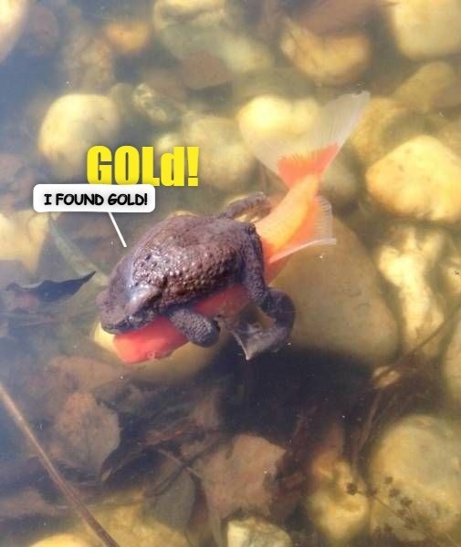 Cheezburger Image 10609354496