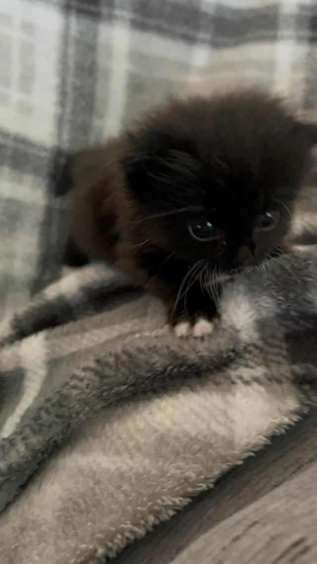 Cheezburger Image 10609362688