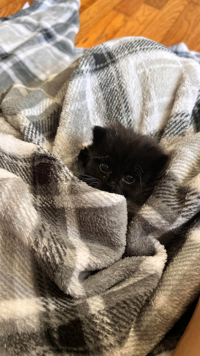 Cheezburger Image 10609363456