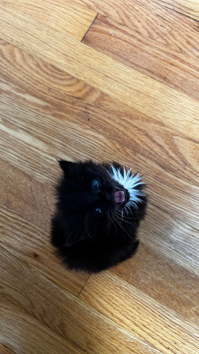 Cheezburger Image 10609363712