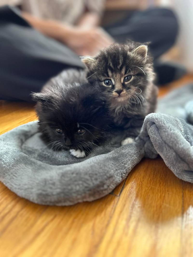 Cheezburger Image 10609363968