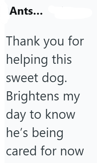 Ants... Thank you for helping this sweet dog. Brightens my day to know he's being cared for now