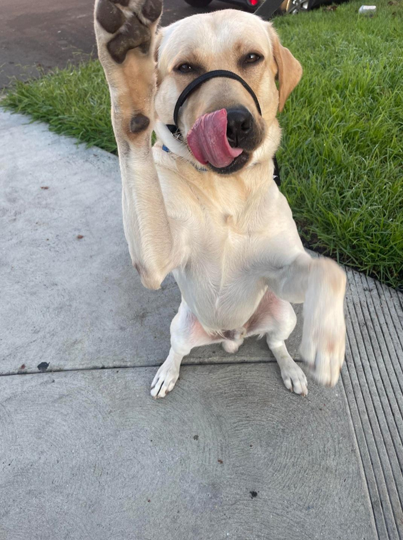 Cheezburger Image 10609392896