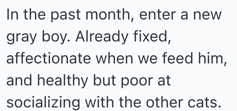 In the past month, enter a new gray boy. Already fixed, affectionate when we feed him, and healthy but poor at socializing with the other cats.