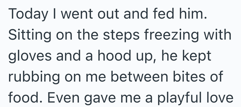Today I went out and fed him. Sitting on the steps freezing with gloves and a hood up, he kept rubbing on me between bites of food. Even gave me a playful love