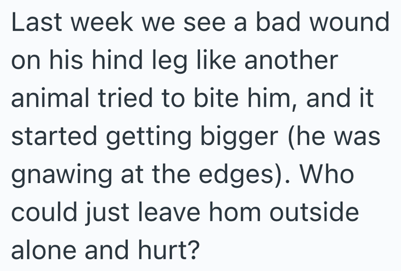 Last week we see a bad wound on his hind leg like another animal tried to bite him, and it started getting bigger (he was gnawing at the edges). Who could just leave hom outside alone and hurt?
