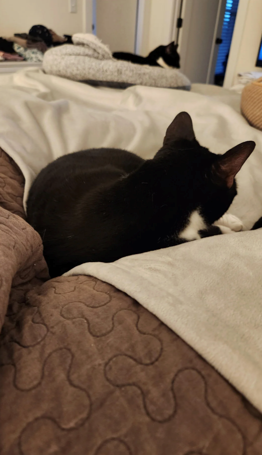 Cheezburger Image 10609407488