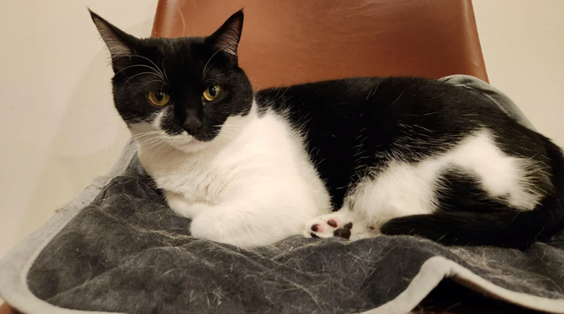 Cheezburger Image 10609408256