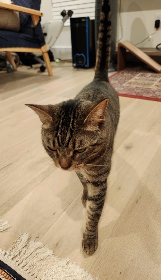 Cheezburger Image 10609408512